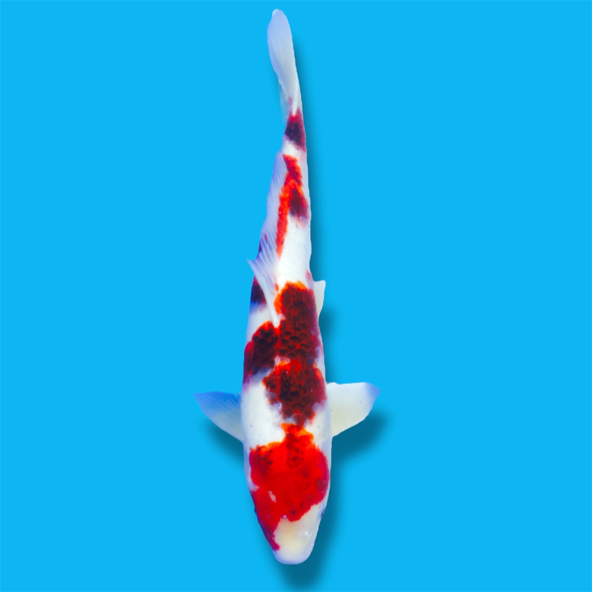 Large Koi