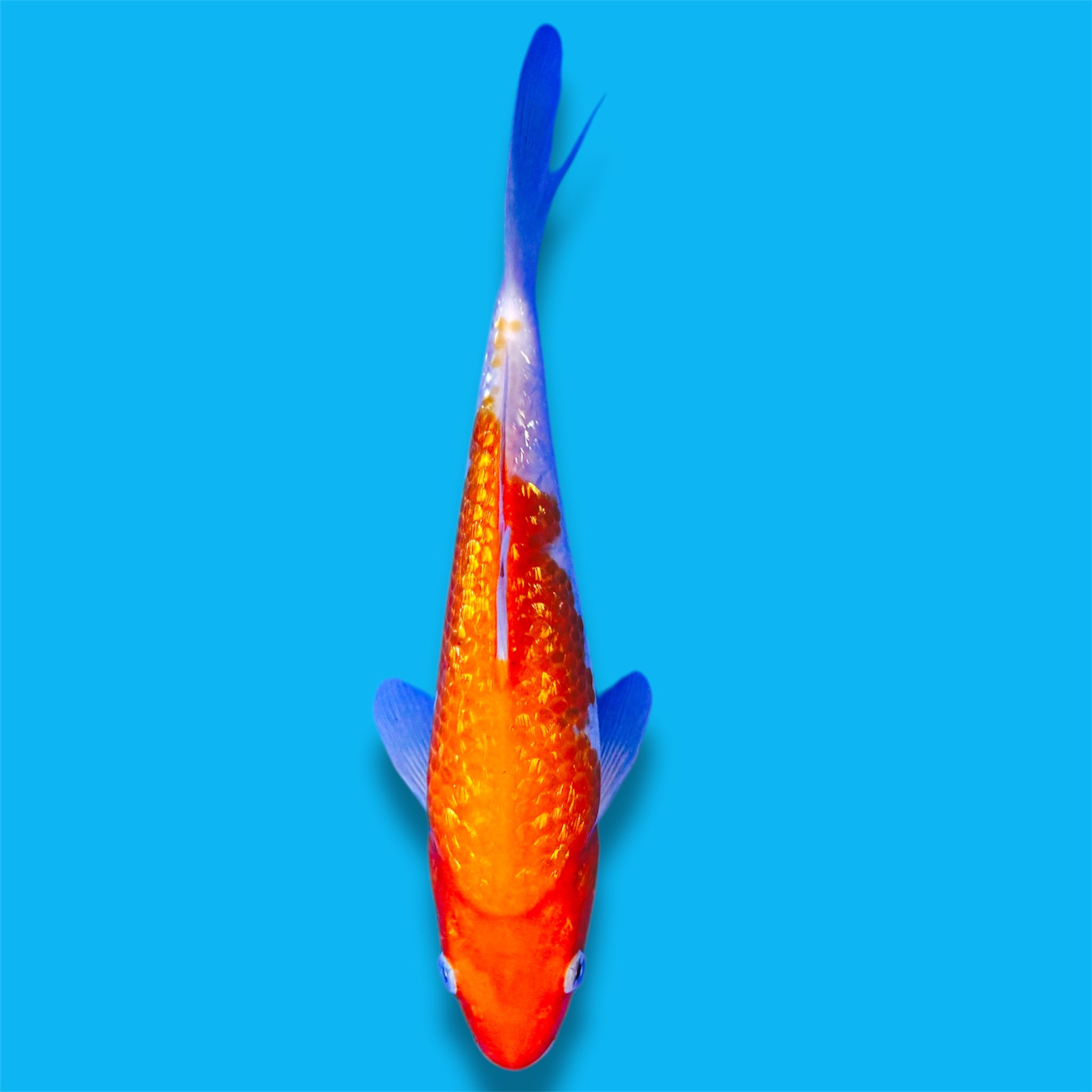 Ginrin Kohaku 10 Inches