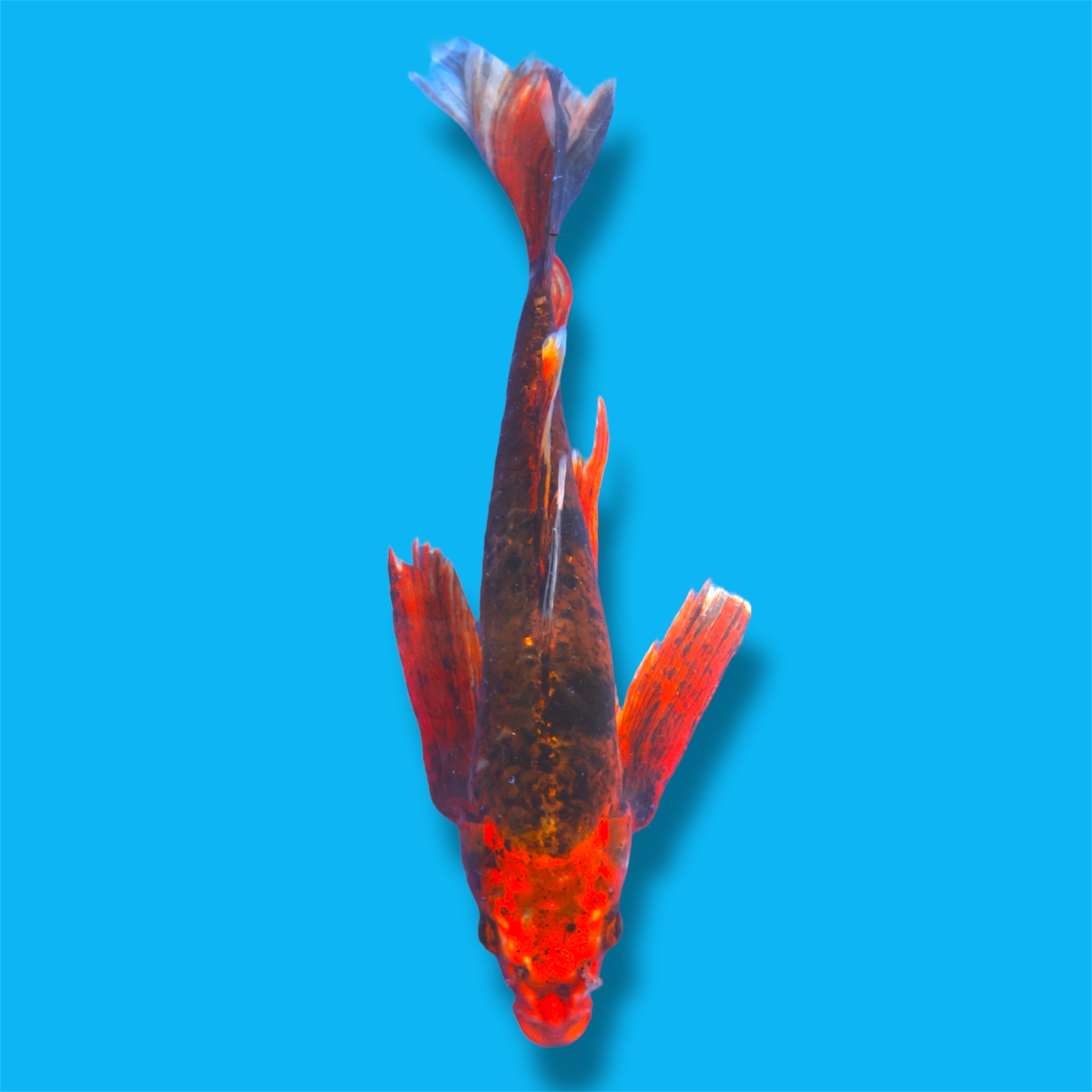 Hi Utsuri Butterfly 20 Inches