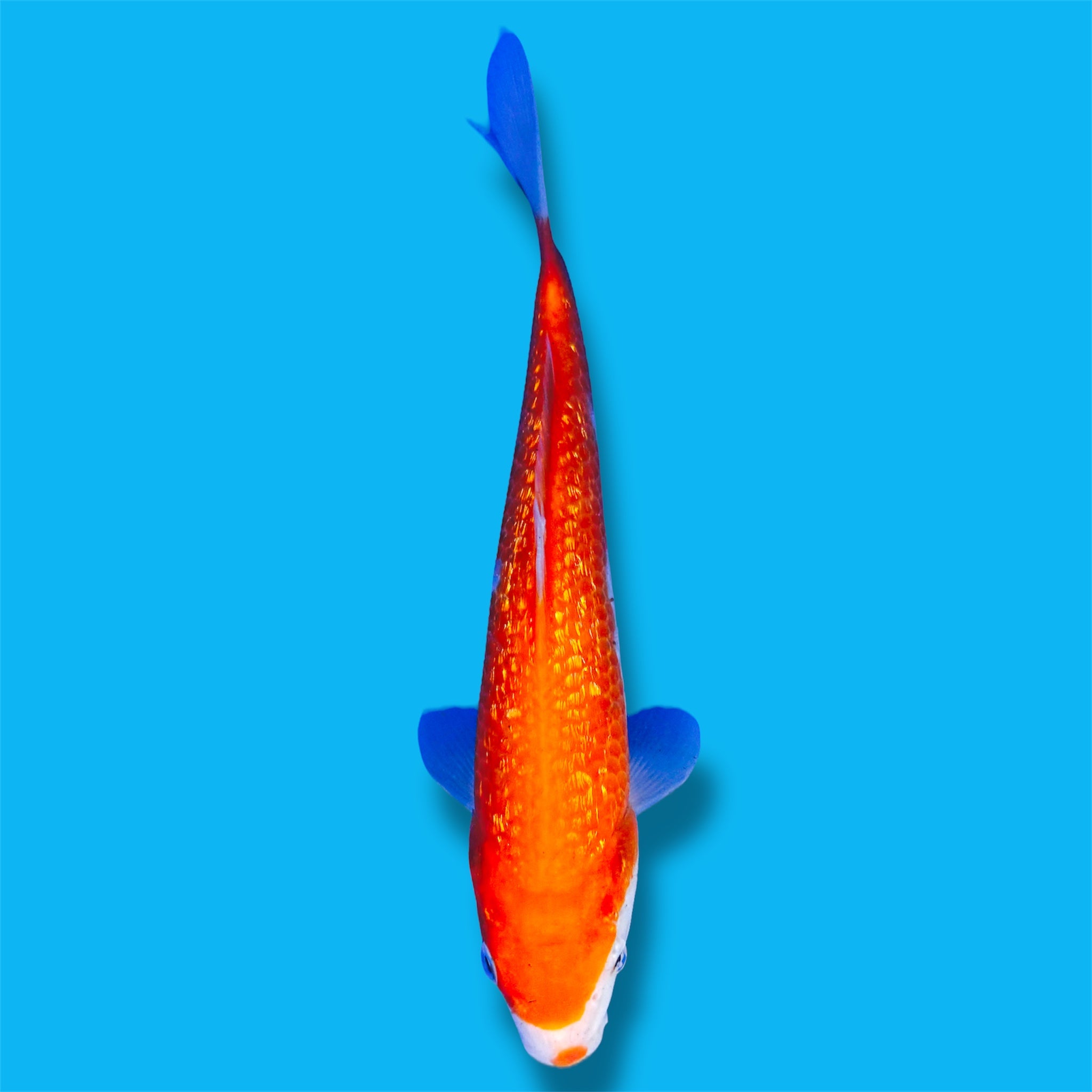 Ginrin Kohaku 9 Inches