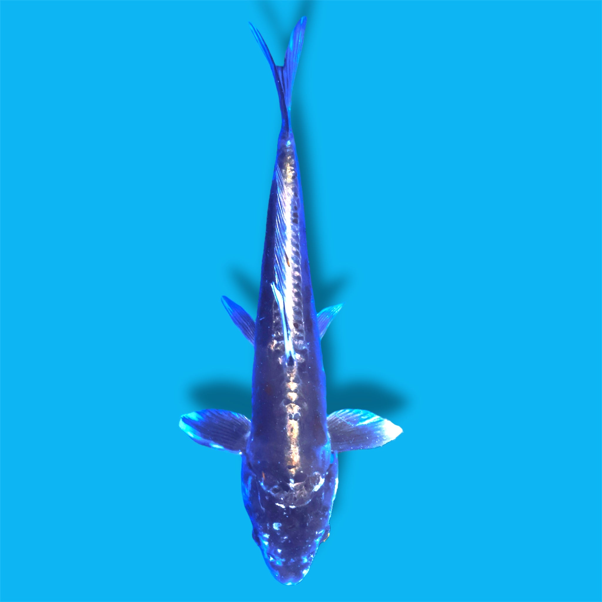 Douitsu Metallic Ochiba 18 Inches