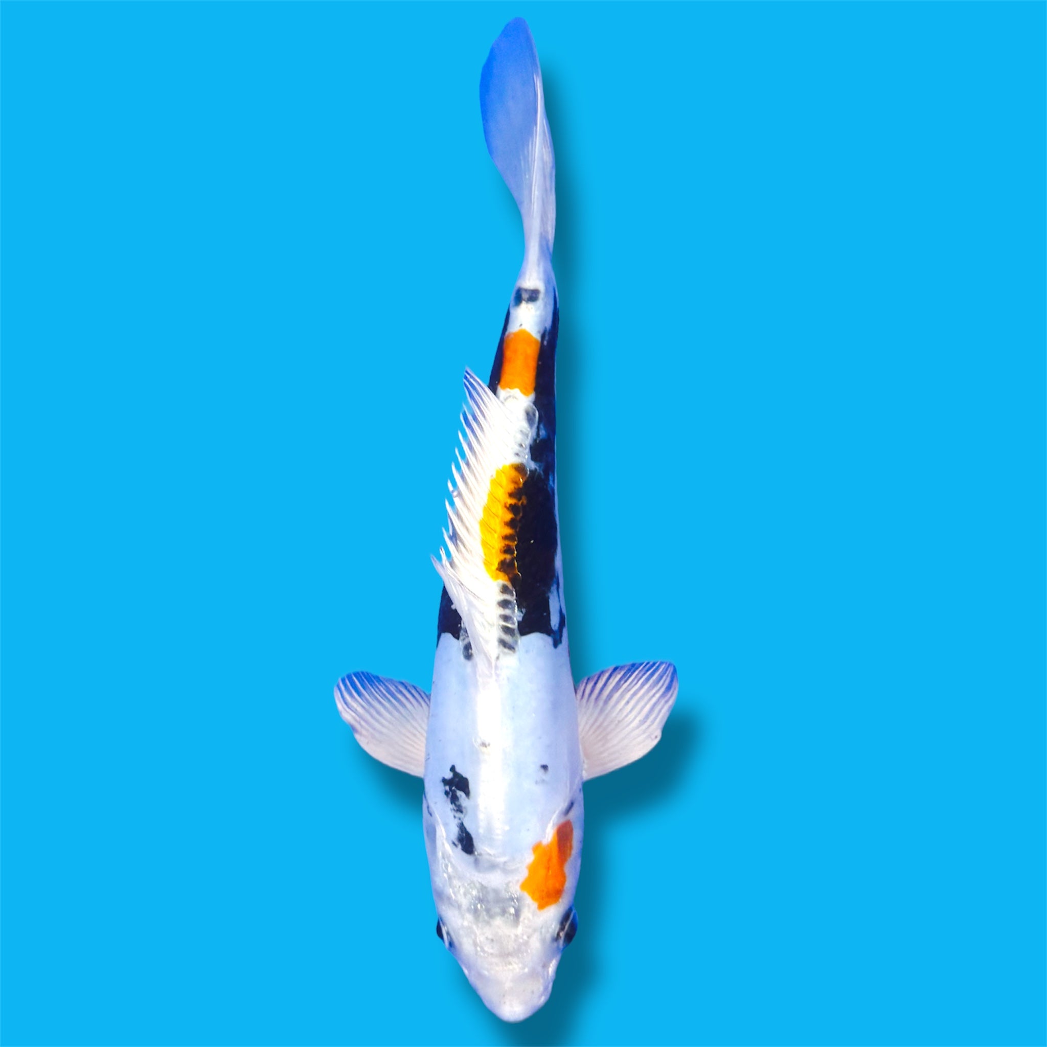KOI