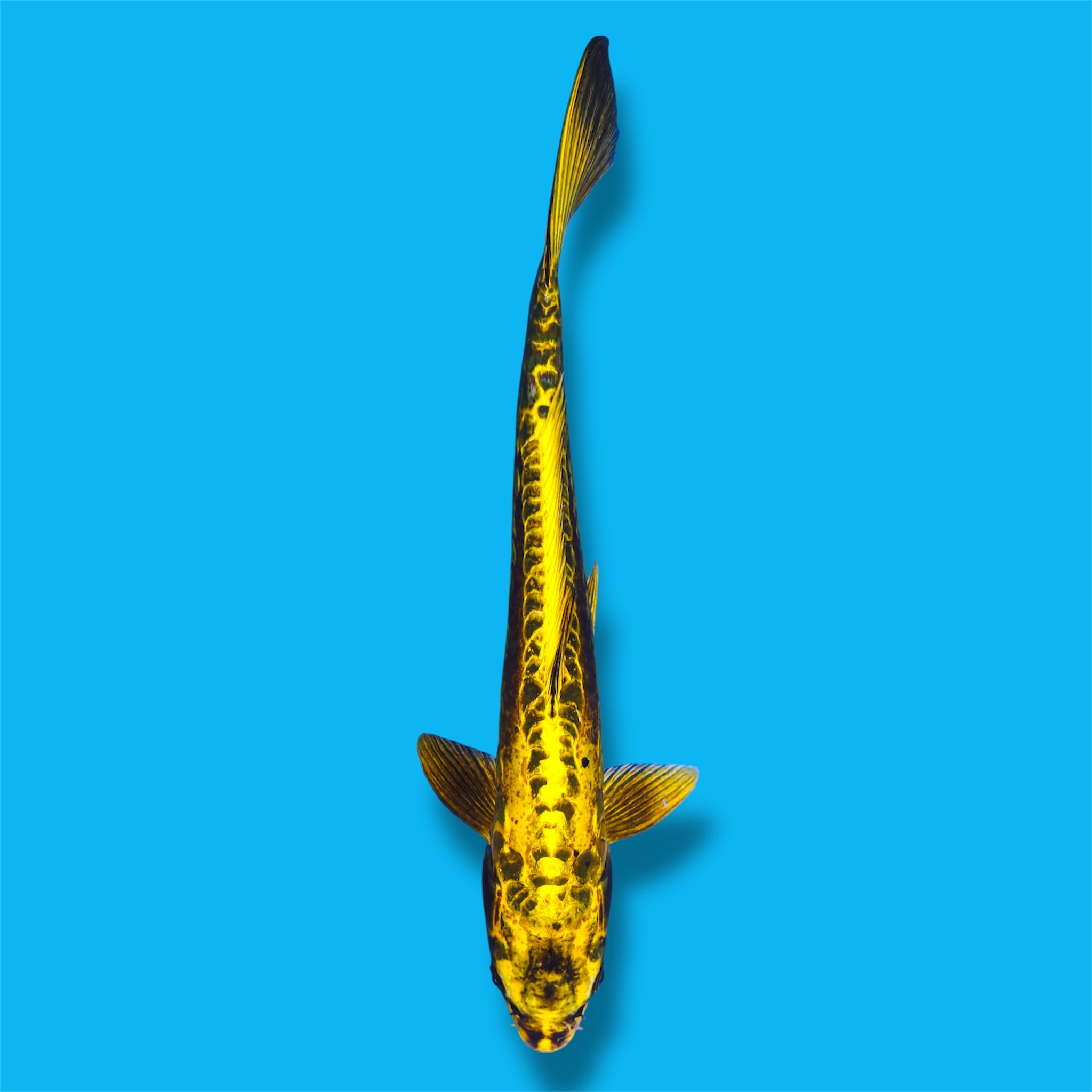 Douitsu Matsuba 19 Inches