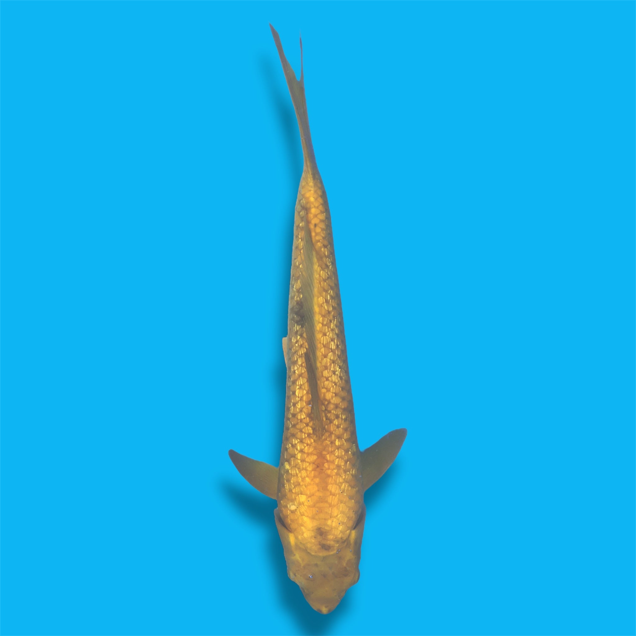 Golden Corn Chagoi 21 Inches