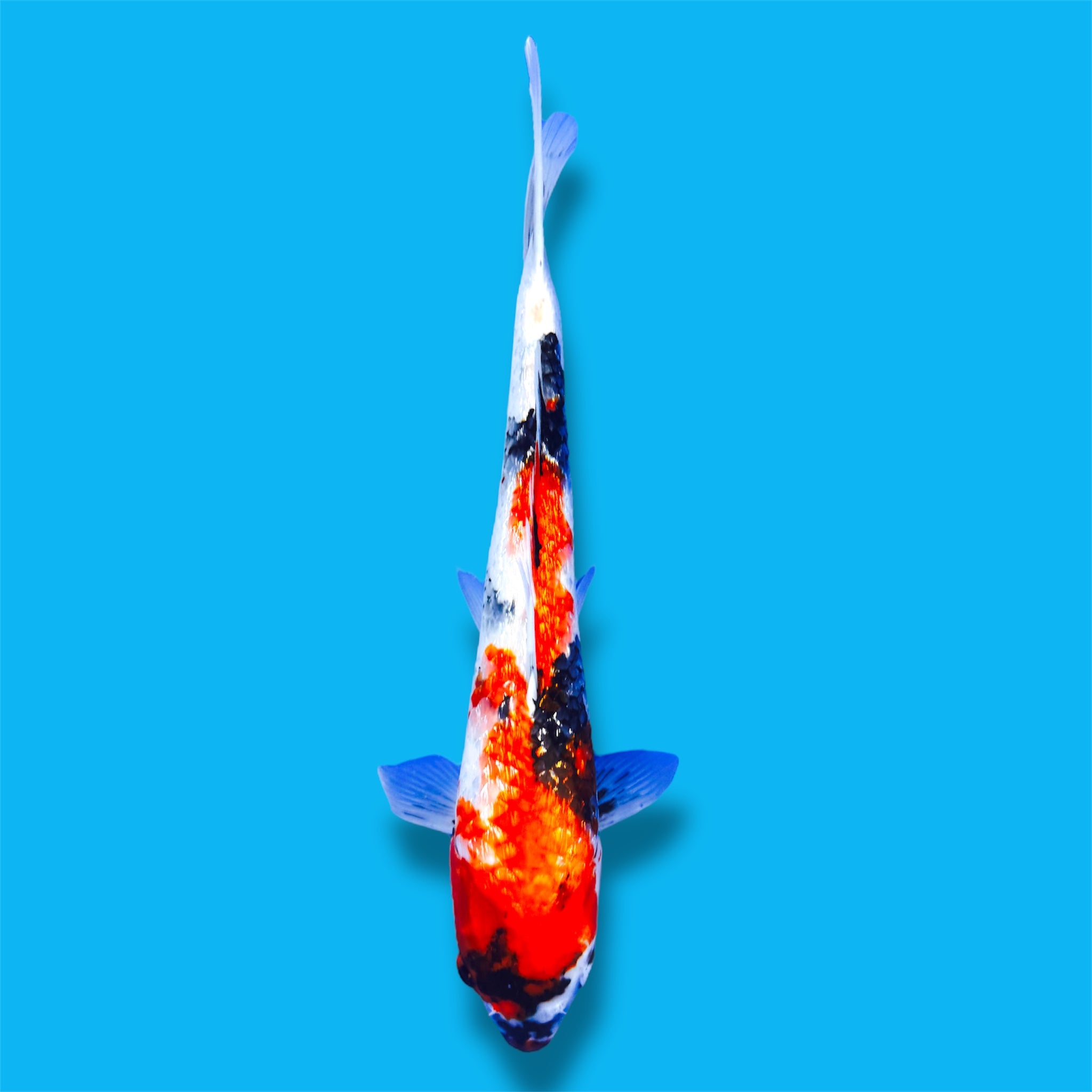 Ginrin Showa 18 Inches