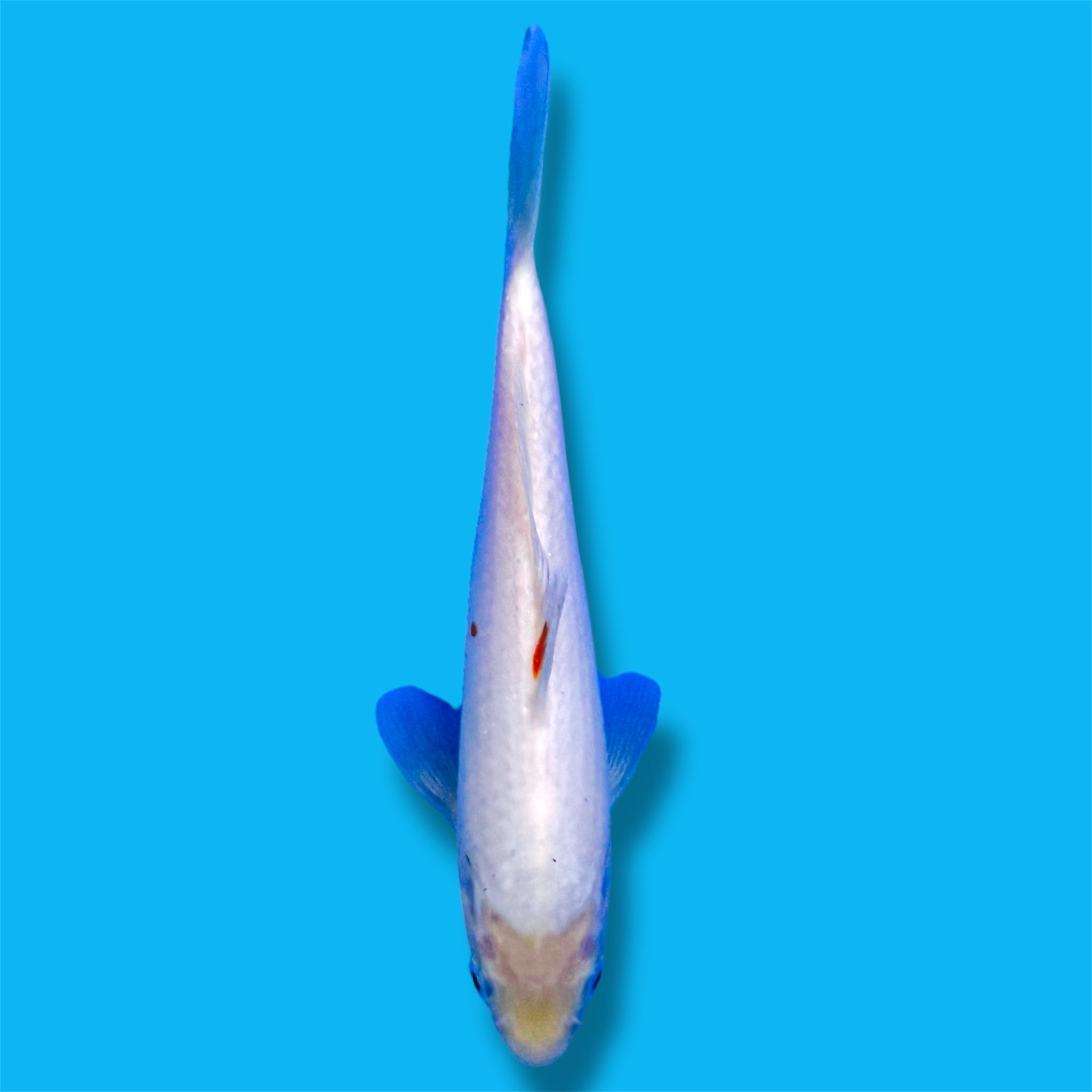 Kohaku 9 Inches