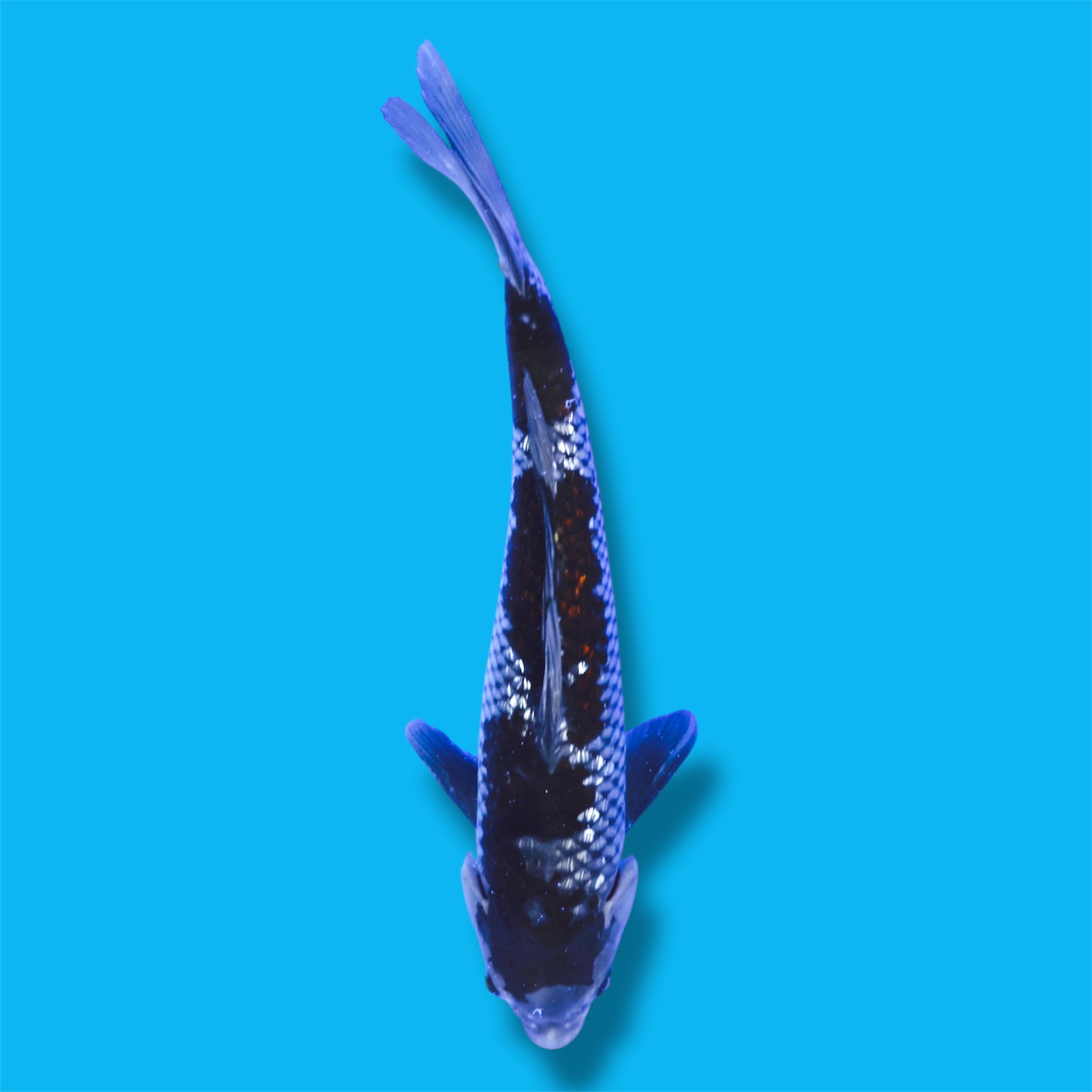 Ginrin Ochiba 16 Inches