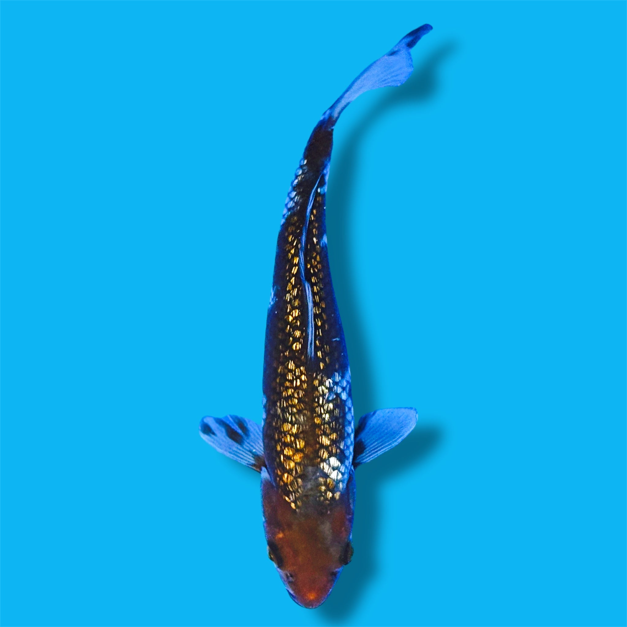 Ginrin Ochiba 10 Inches