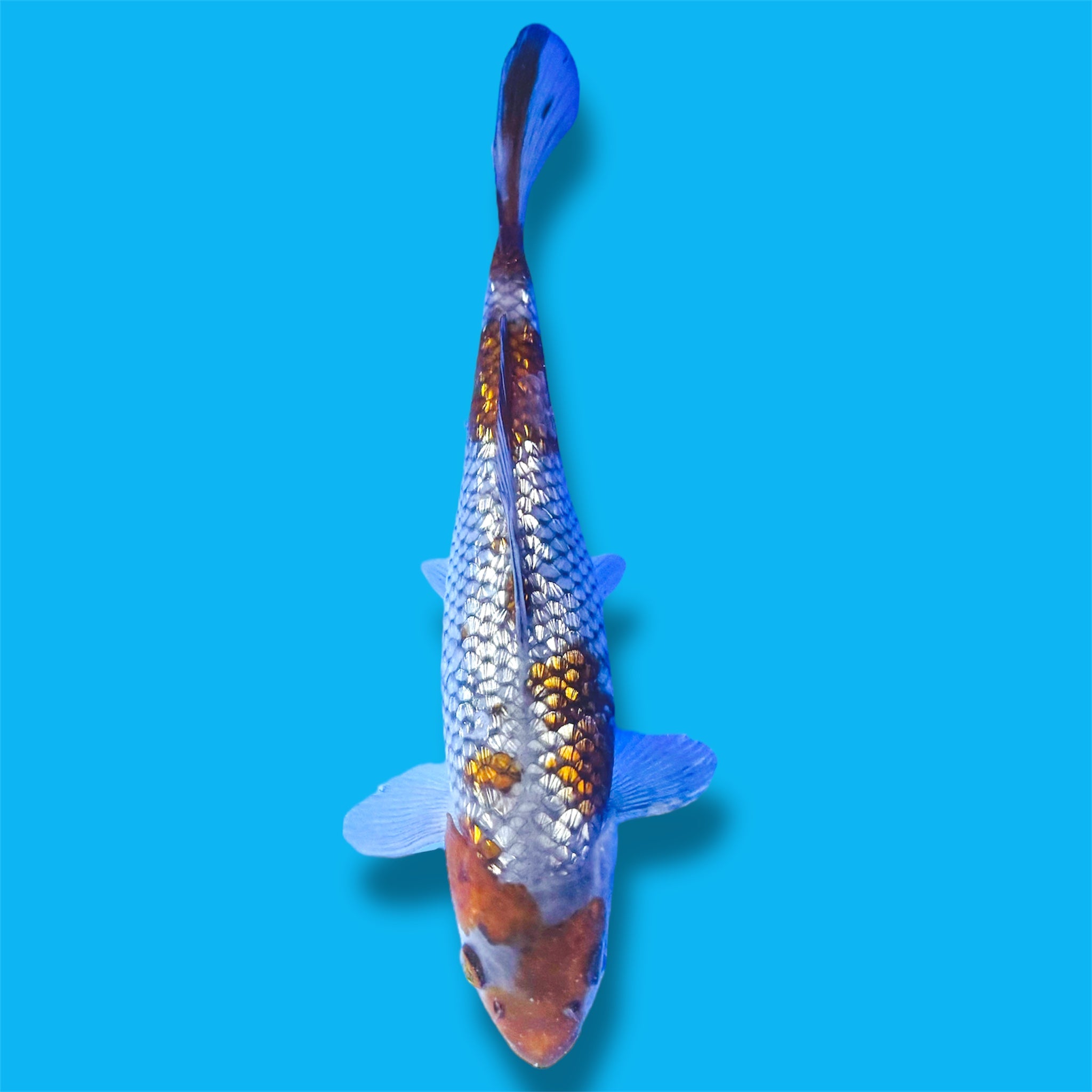 Ginrin Ochiba 9 Inches