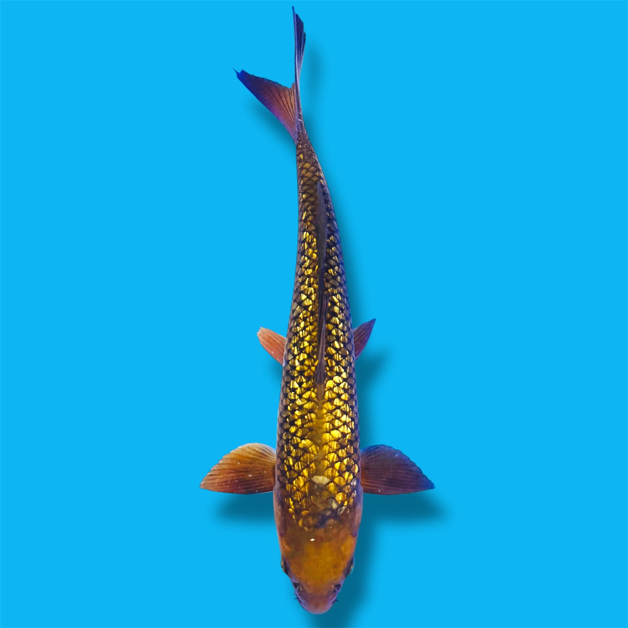 Ginrin Chagoi 15 Inches