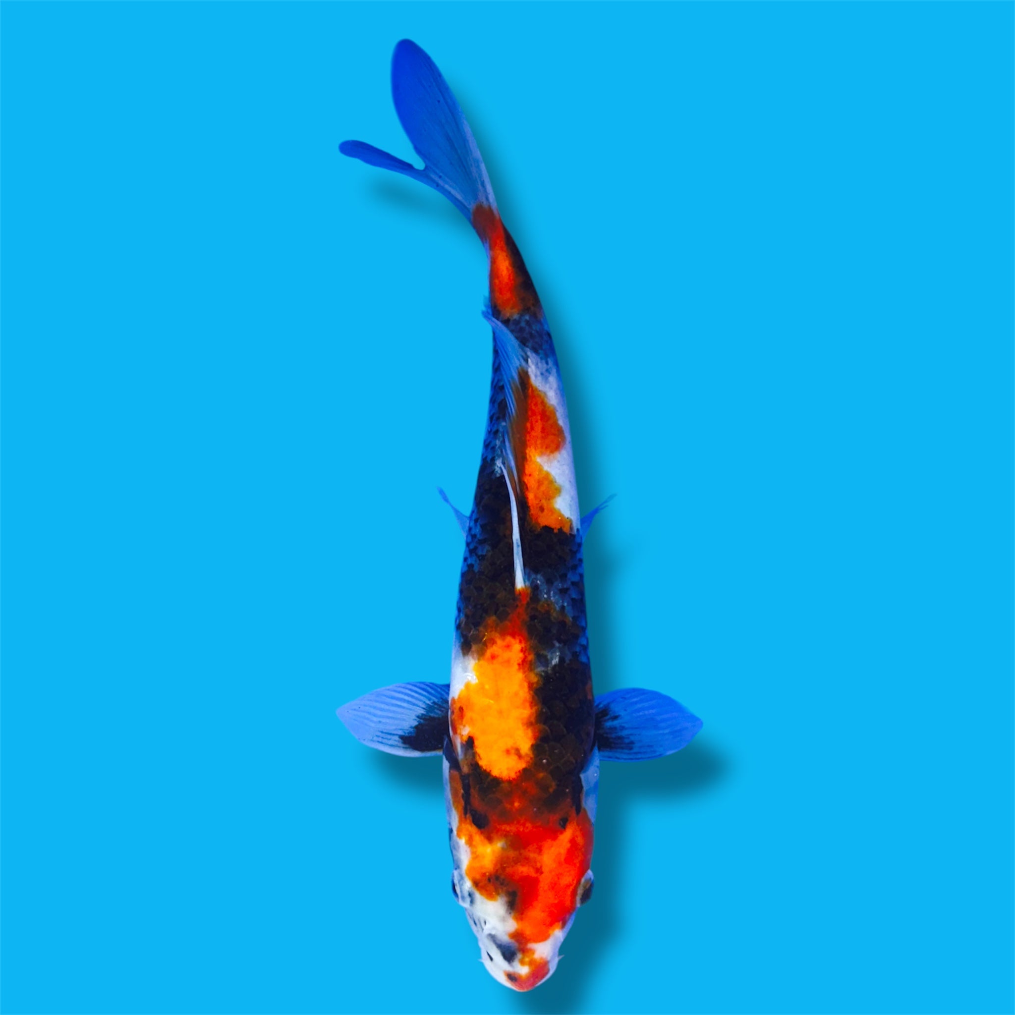 Translucent Showa 13 Inches