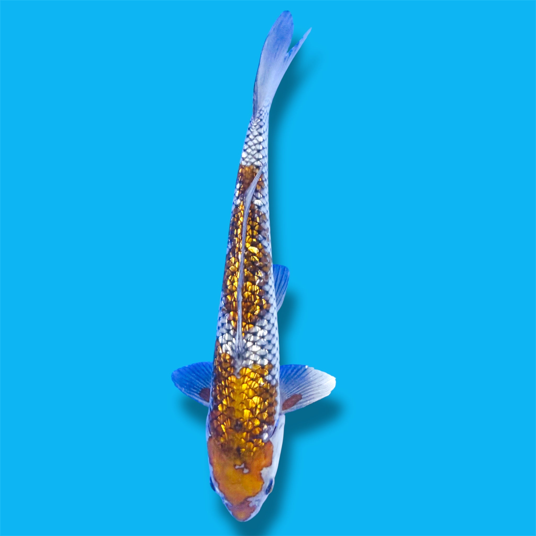 Ginrin Ochiba 17 Inches