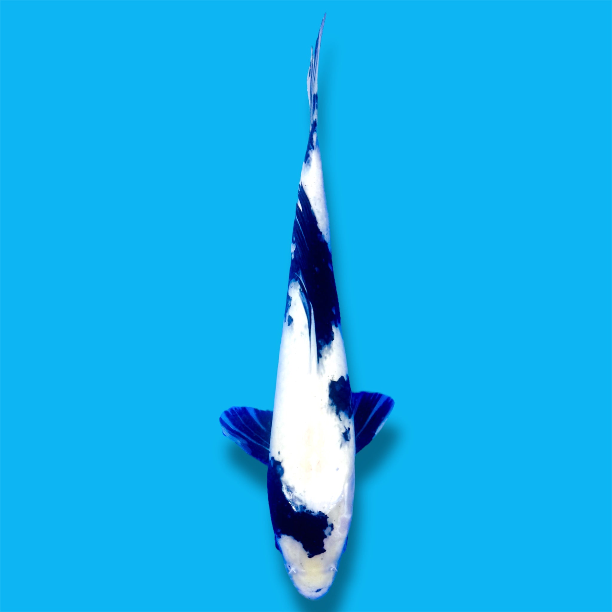 Shiro Utsuri 16 Inches