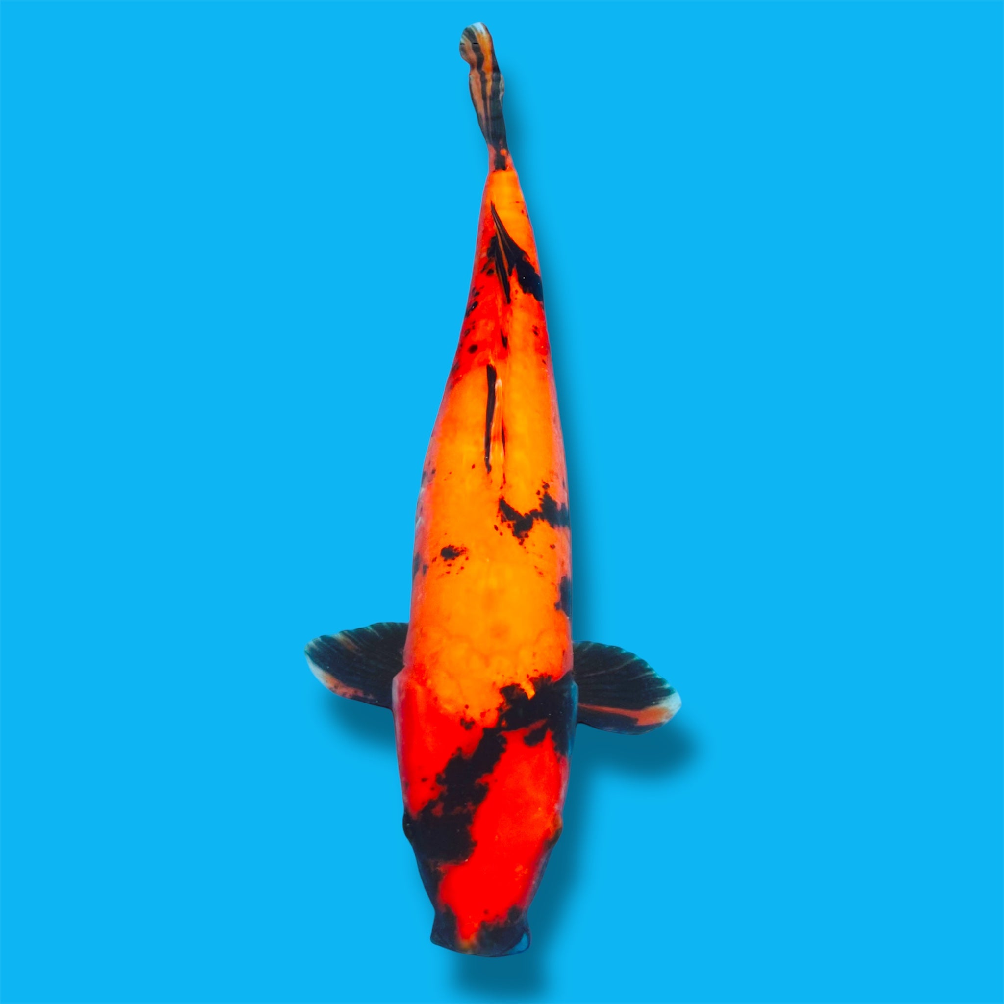 Douitsu Hi Utsuri 24 Inch