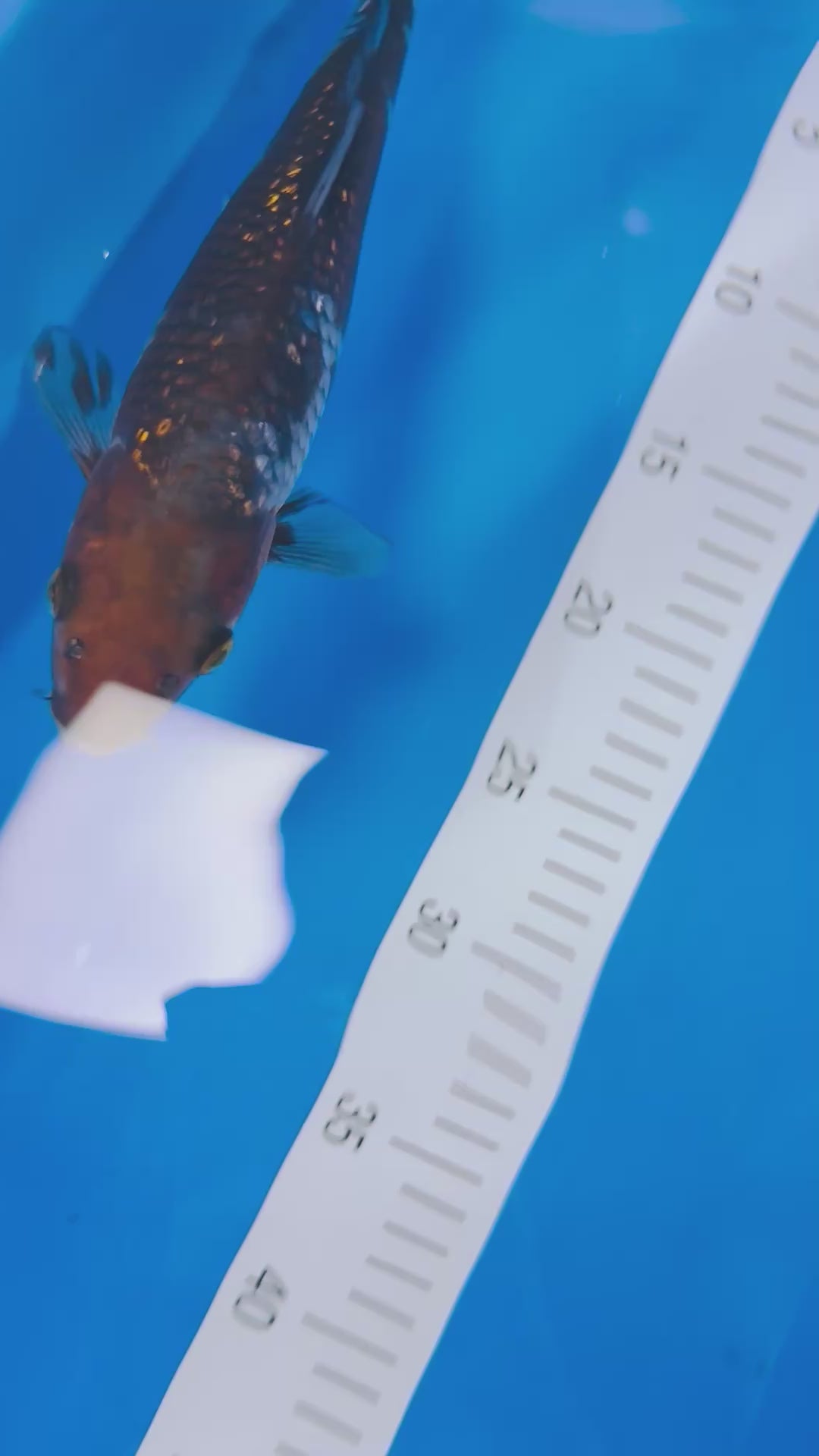 Ginrin Ochiba 10 Inches