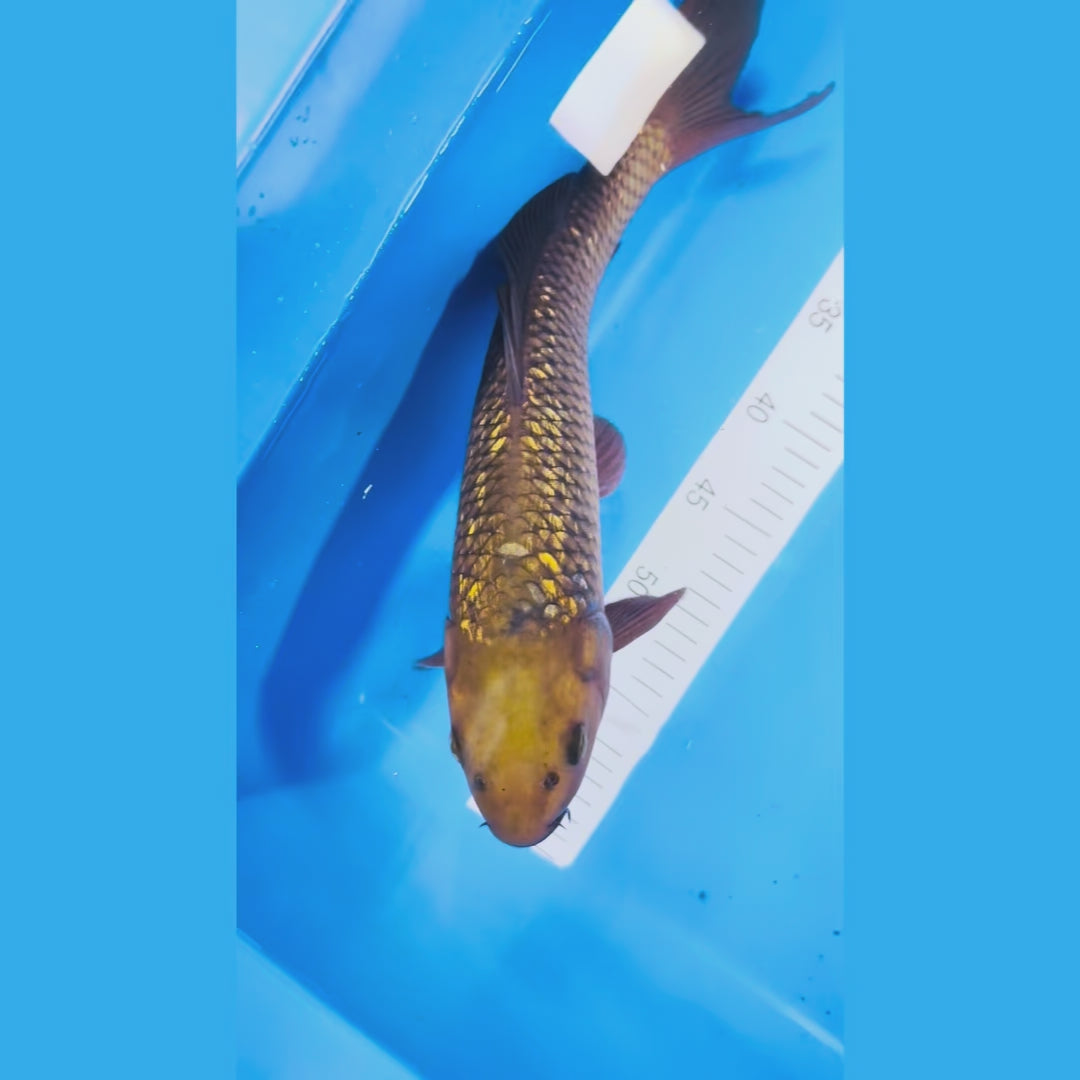 Ginrin Chagoi 15 Inches