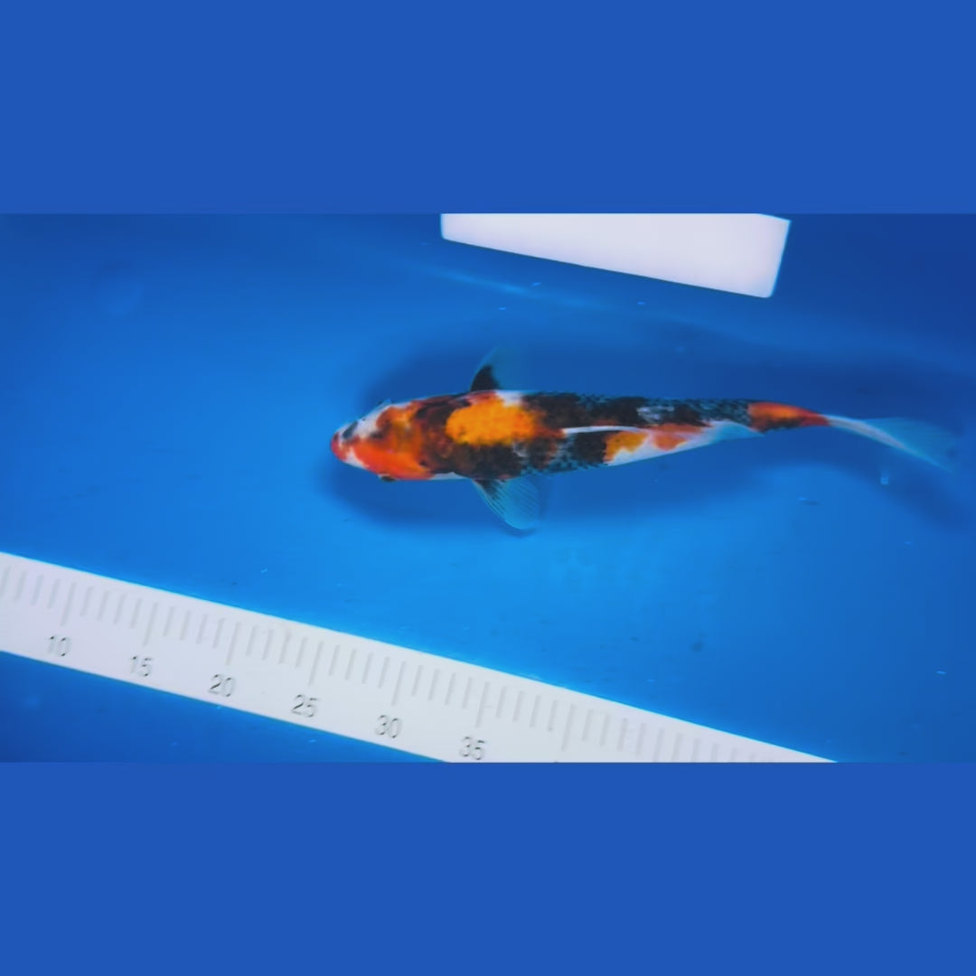 Translucent Showa 13 Inches