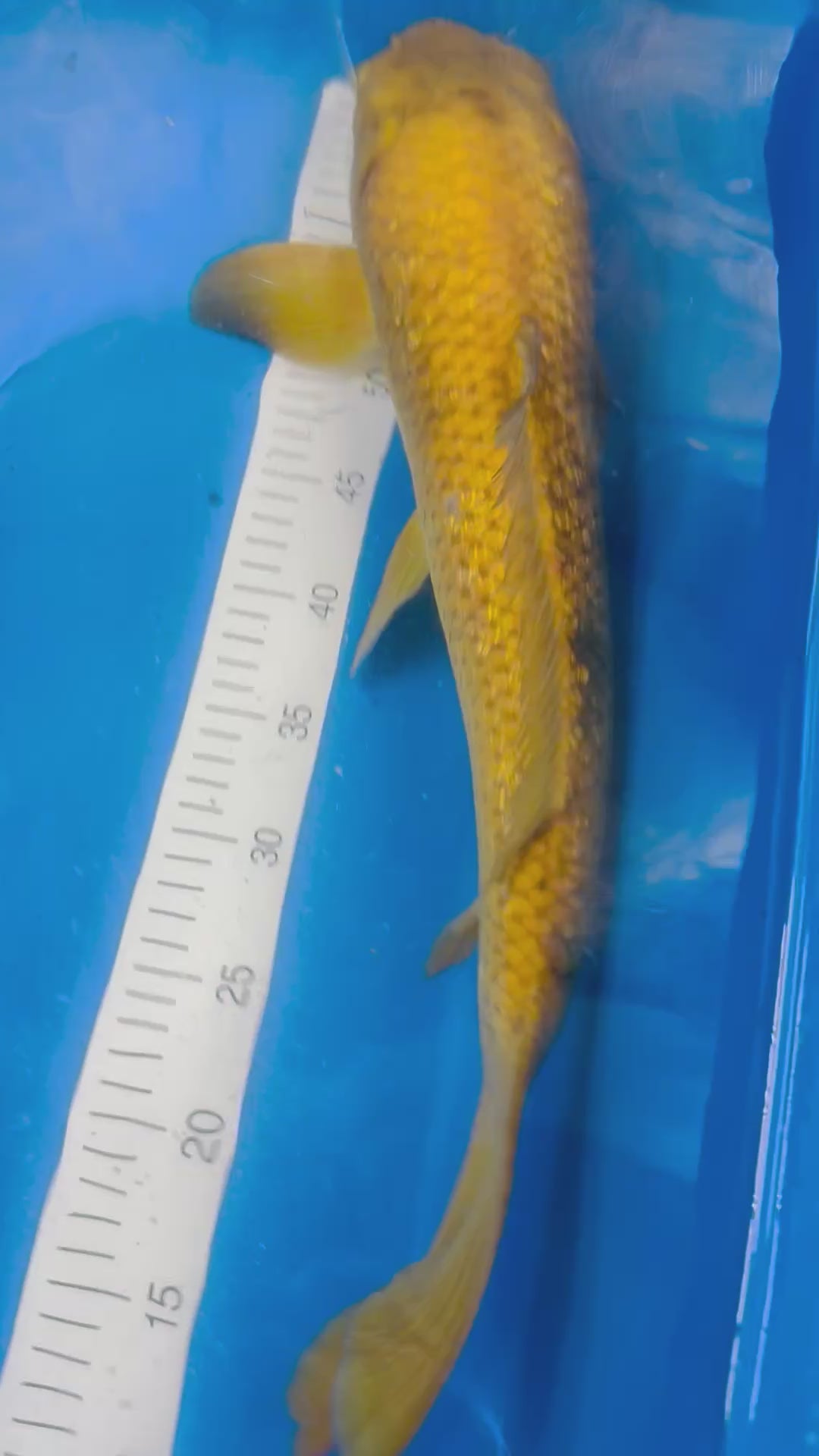 Golden Corn Chagoi 21 Inches