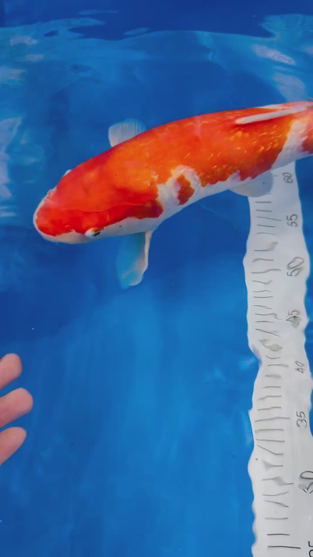 Ginrin Kohaku 16 Inches