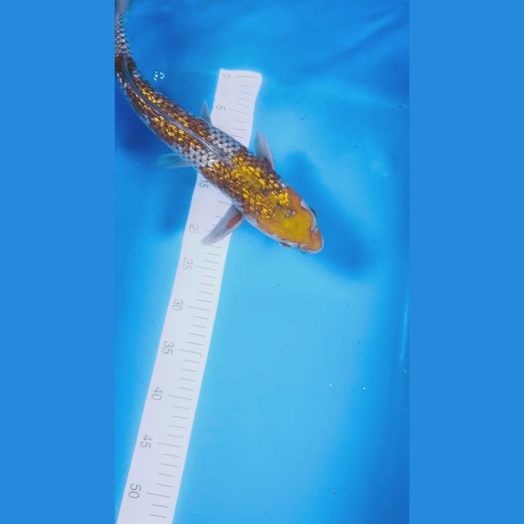 Ginrin Ochiba 17 Inches