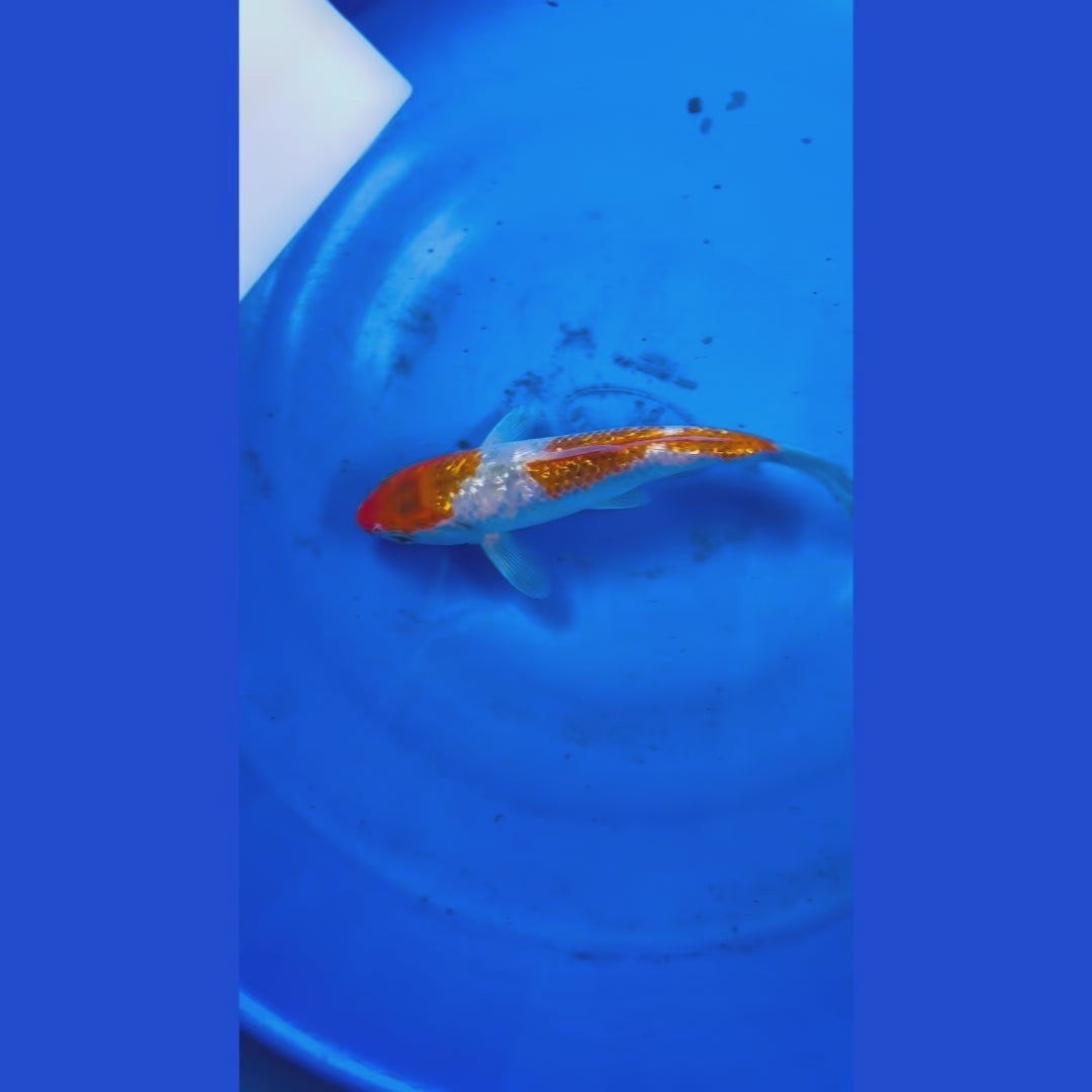 Ginrin Kohaku 7 Inches