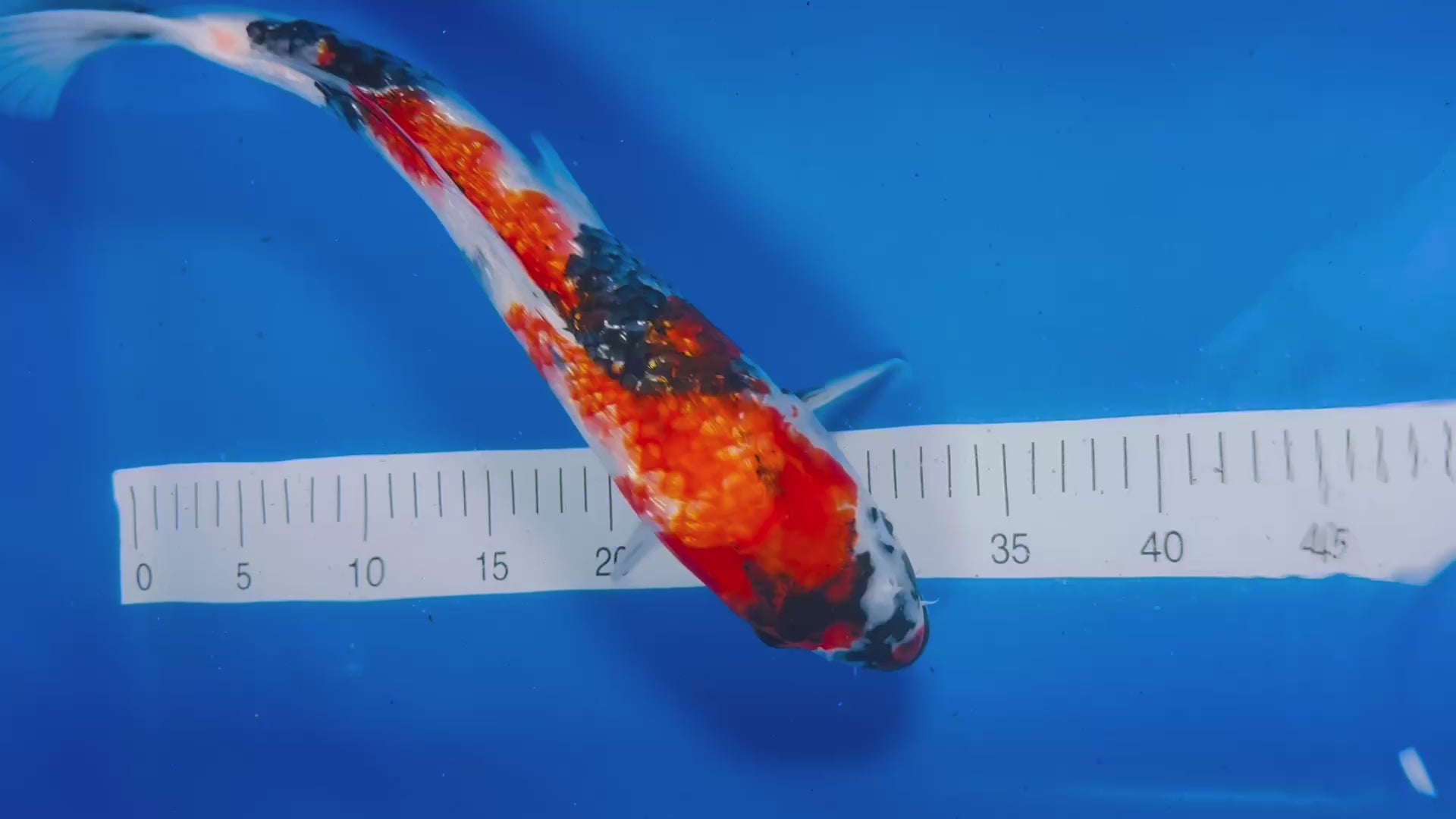 Ginrin Showa 18 Inches