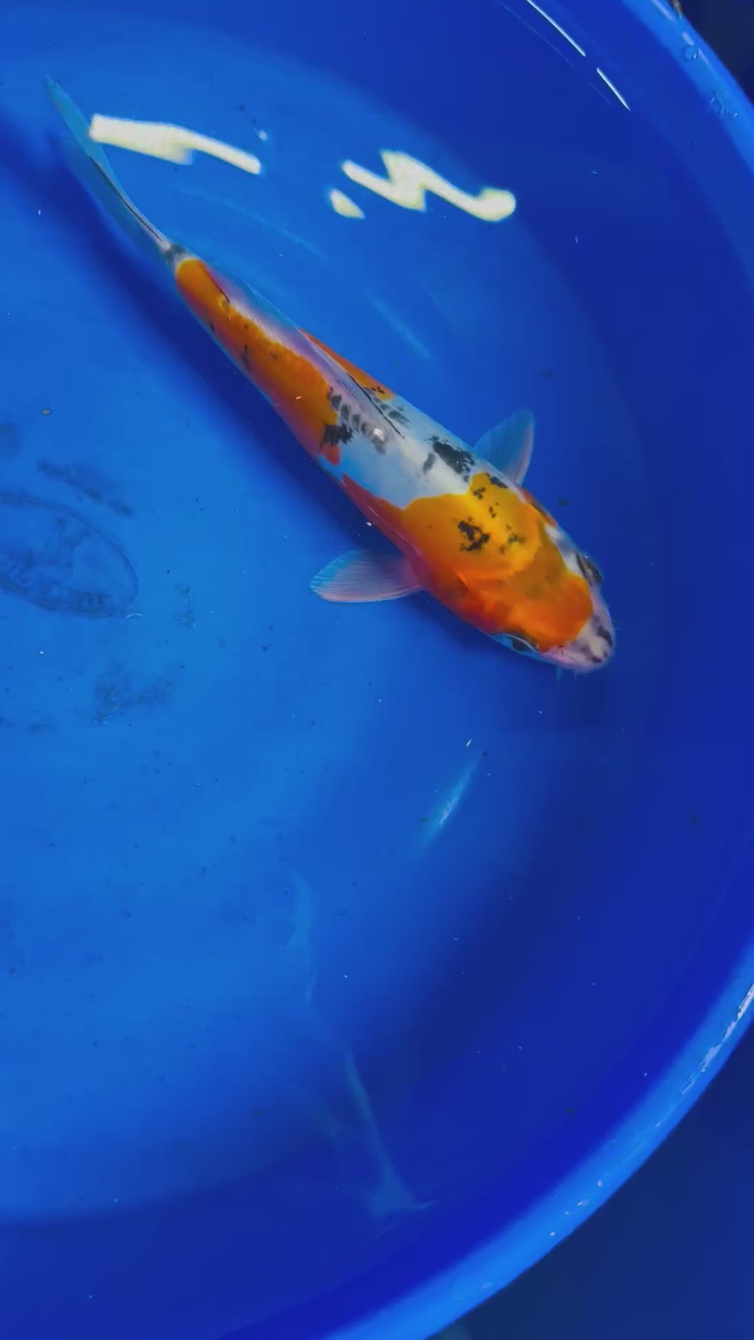 Douitsu Kujaku 9 Inches