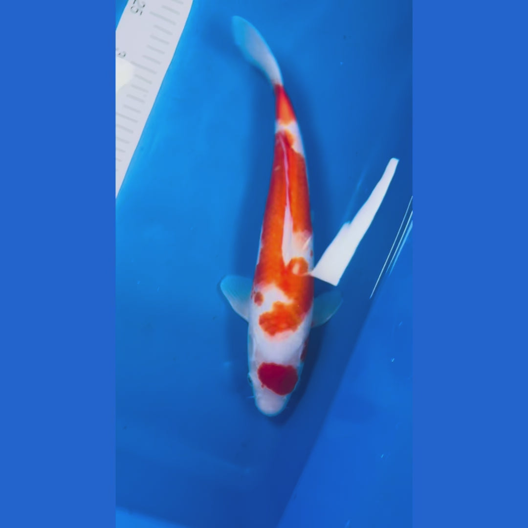 Kohaku 15 Inches