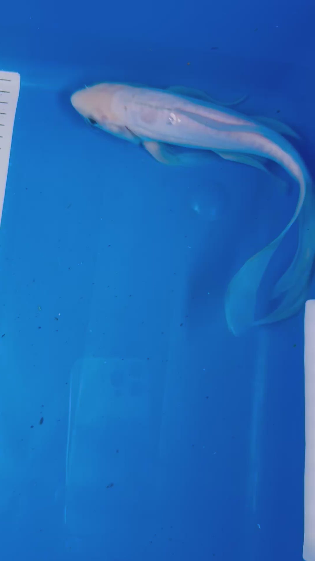 Douitsu Platinum Ogon Butterfly 12 Inches