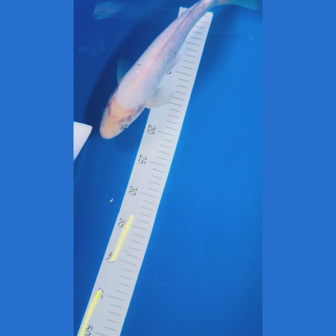 Shiro Bekko 14 Inches