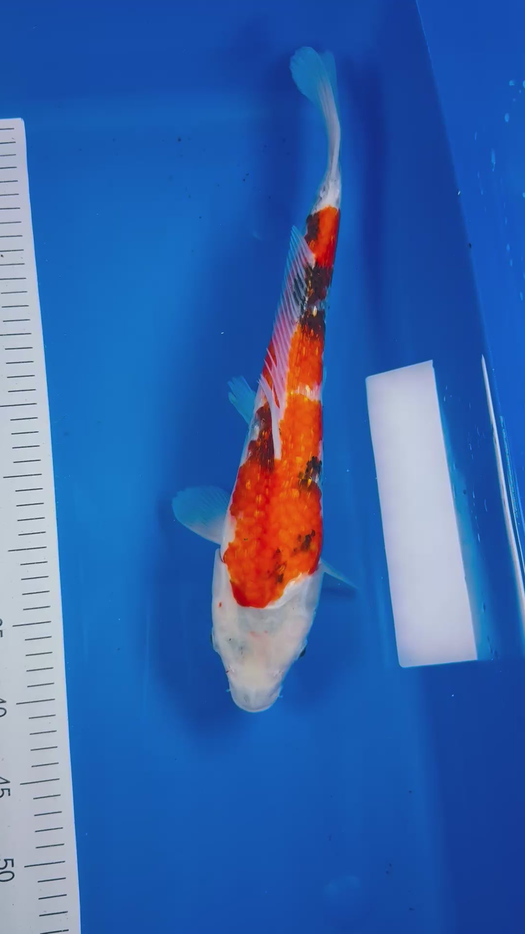 Ginrin Sanke 16 Inches