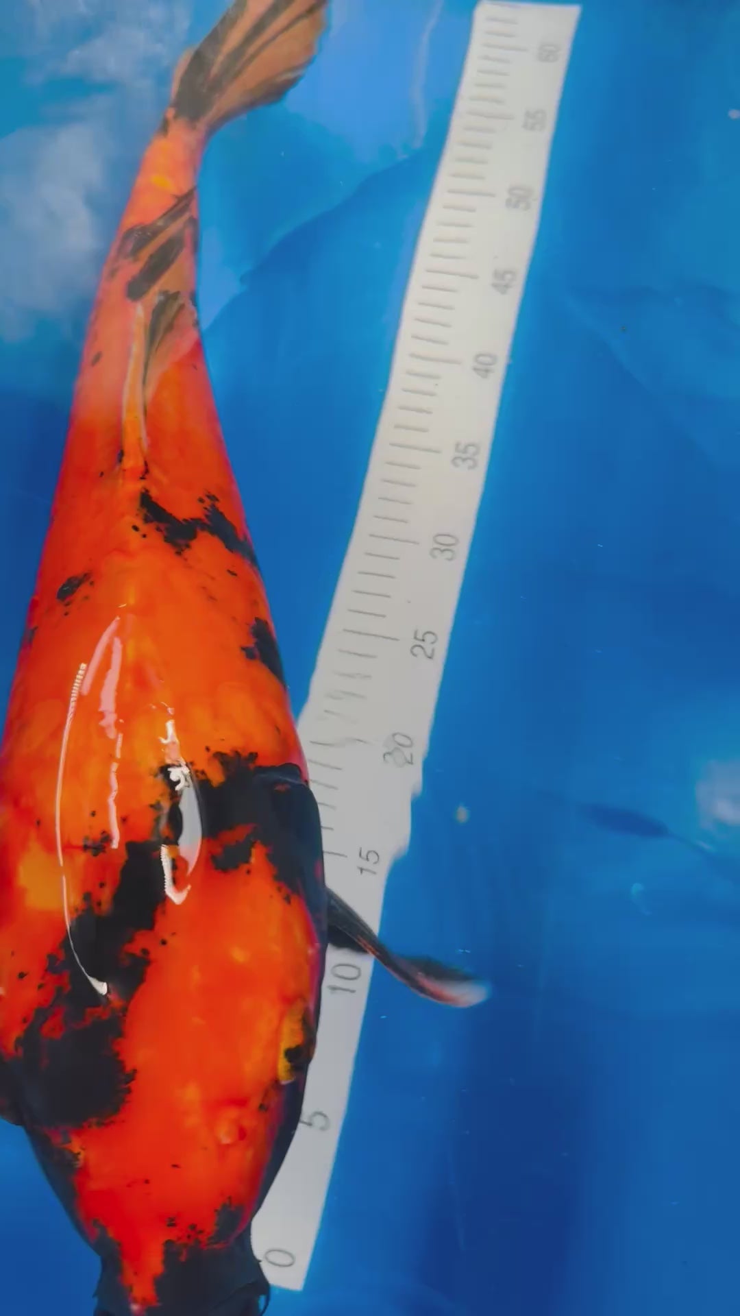 Douitsu Hi Utsuri 24 Inch