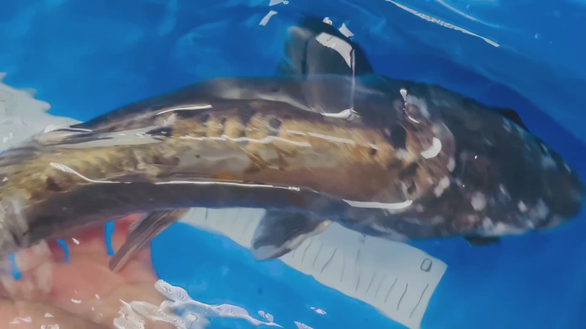 Douitsu Metallic Ochiba 18 Inches