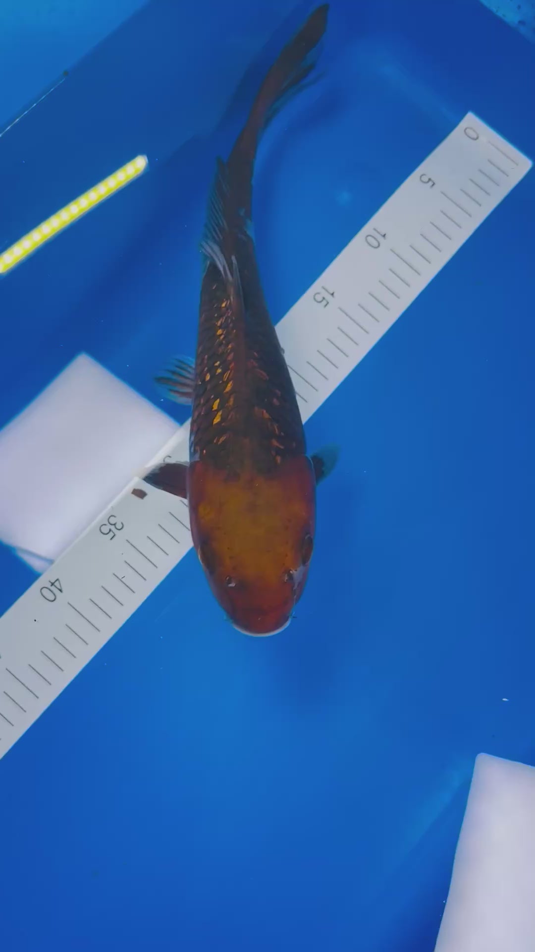 Ginrin Ochiba 16 Inches