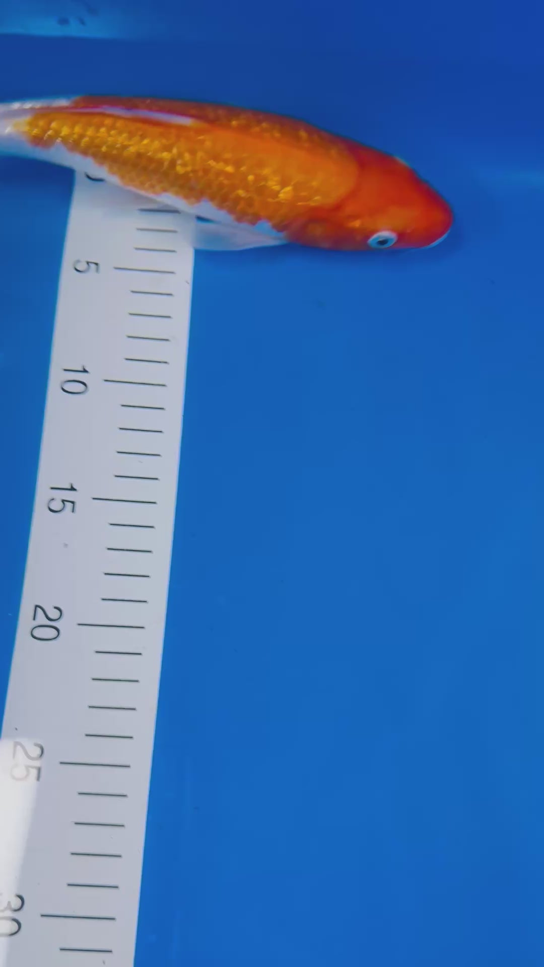 Ginrin Kohaku 10 Inches