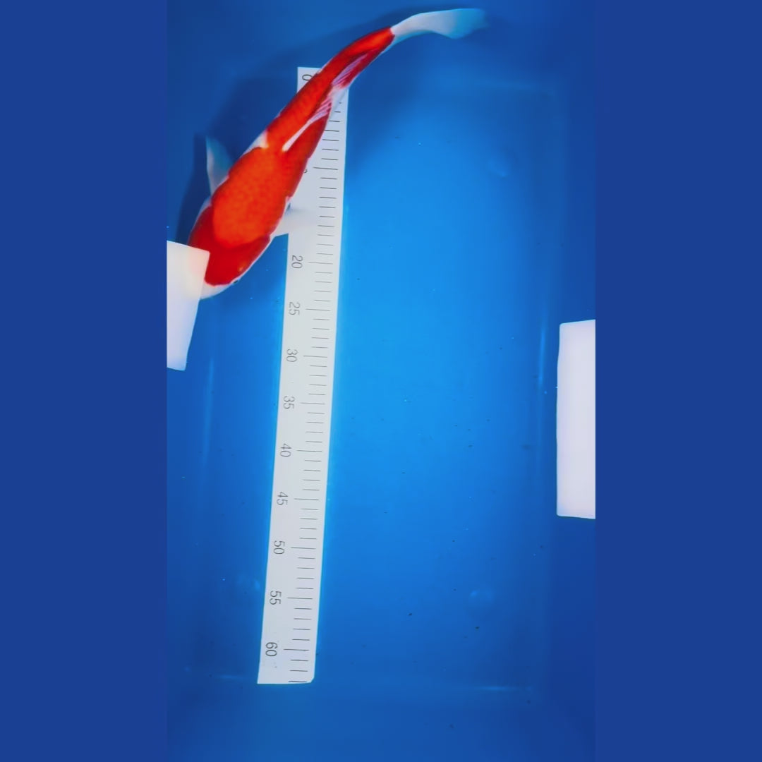 Kohaku 17 Inches