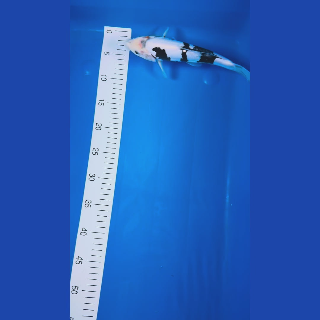 Douitsu Shiro Utsuri 11 Inches