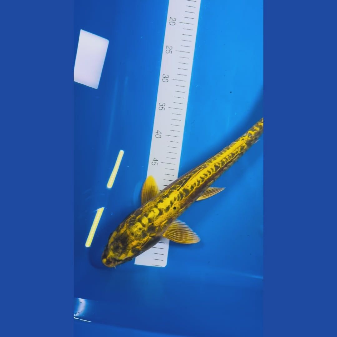 Douitsu Matsuba 19 Inches