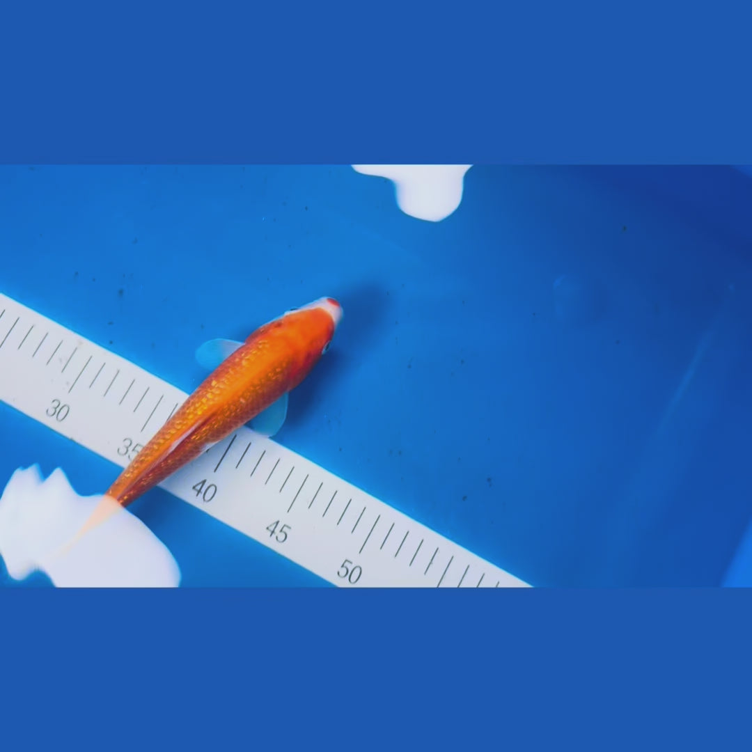 Ginrin Kohaku 9 Inches