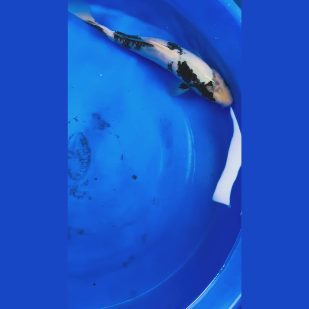 Shiro Utsuri 8 Inches