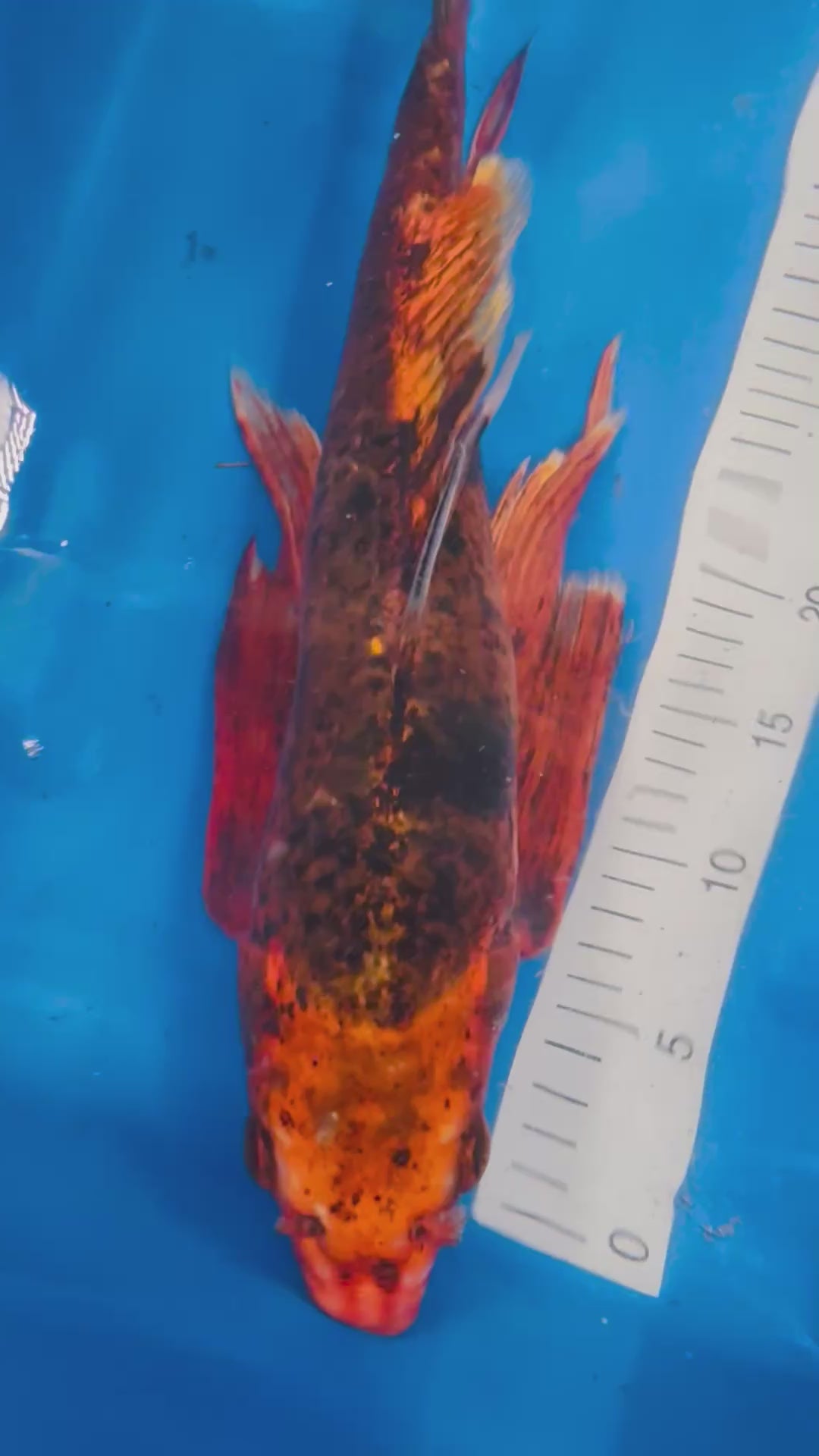 Hi Utsuri Butterfly 20 Inches