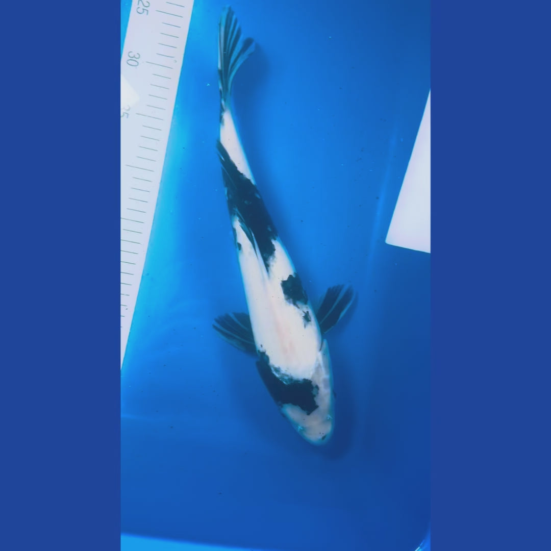 Shiro Utsuri 16 Inches