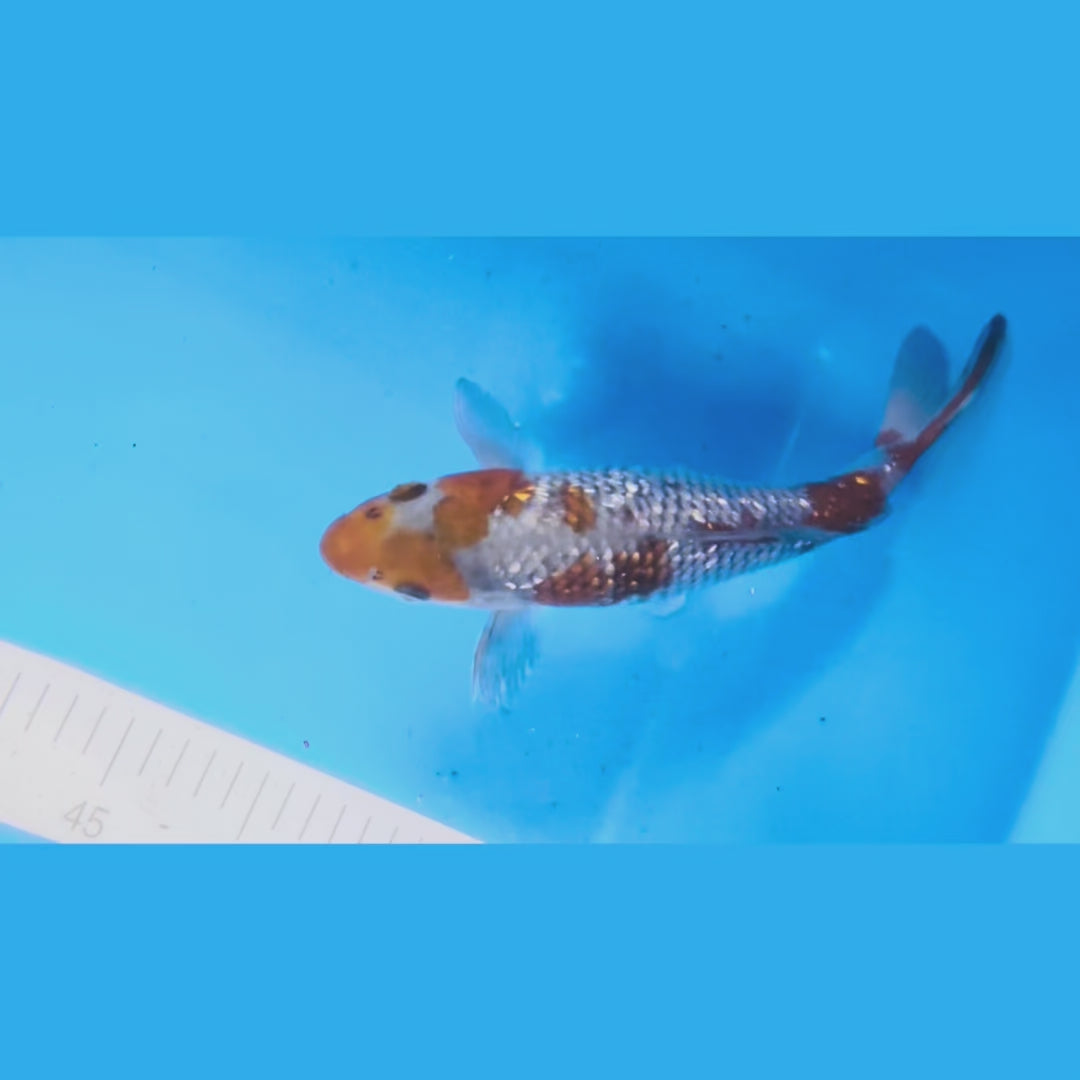 Ginrin Ochiba 9 Inches